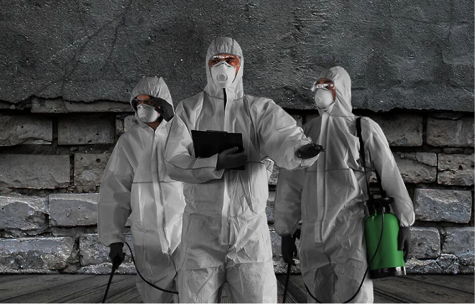 Humane wildlife control and raccoon removal service by SafeGuard Pest Control in urban areas